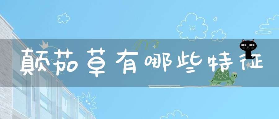 颠茄草有哪些特征？