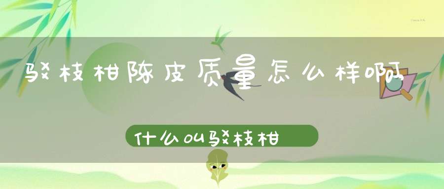 驳枝柑陈皮质量怎么样啊,什么叫驳枝柑