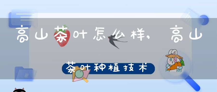 高山茶叶怎么样,高山茶叶种植技术