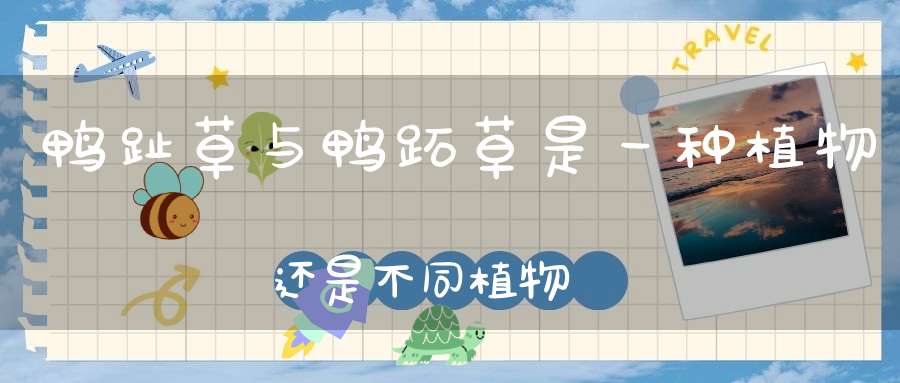 鸭趾草与鸭跖草是一种植物还是不同植物？