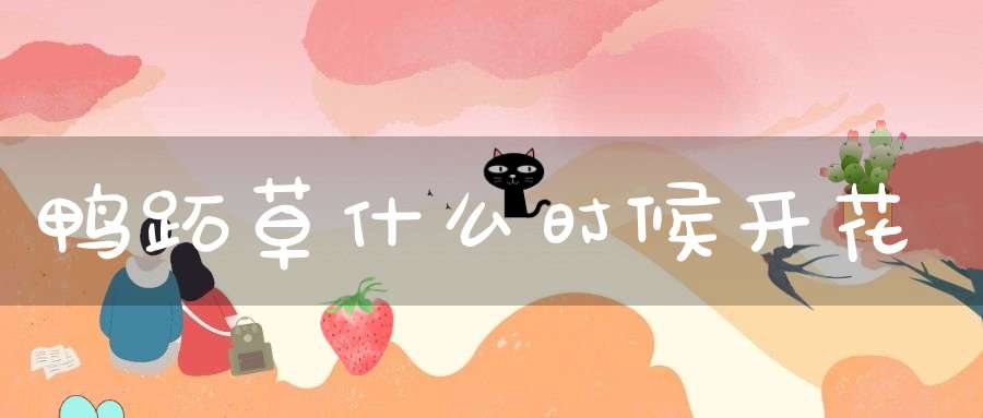 鸭跖草什么时候开花？