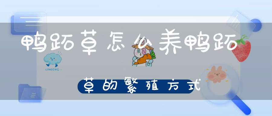 鸭跖草怎么养鸭跖草的繁殖方式？