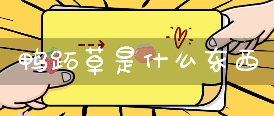 鸭跖草是什么东西？