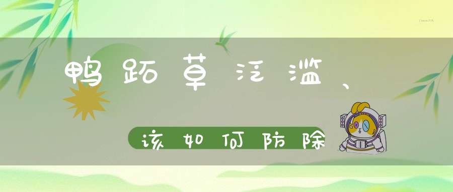 鸭跖草泛滥、该如何防除？