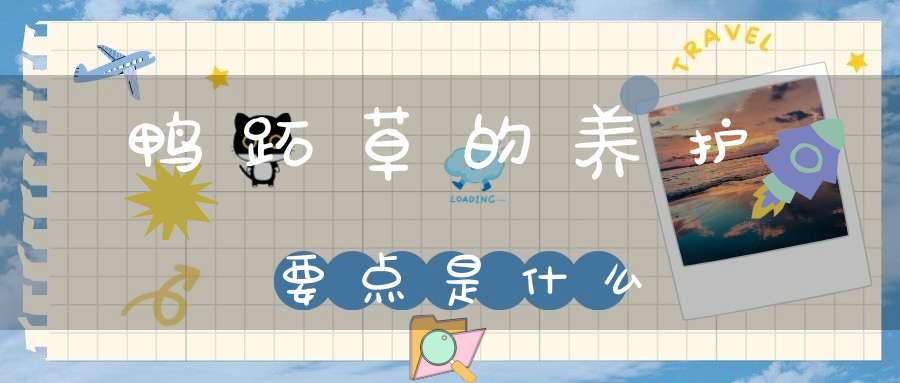 鸭跖草的养护要点是什么？