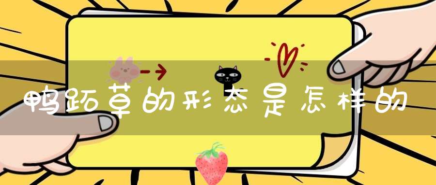 鸭跖草的形态是怎样的？