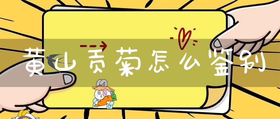 黄山贡菊怎么鉴别