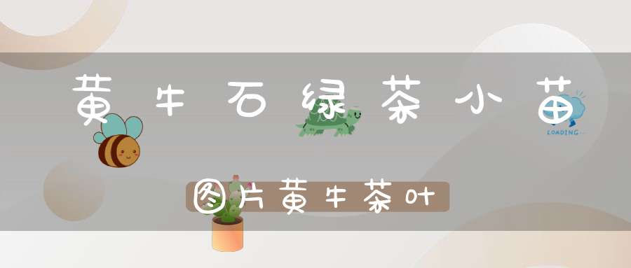 黄牛石绿茶小苗图片黄牛茶叶