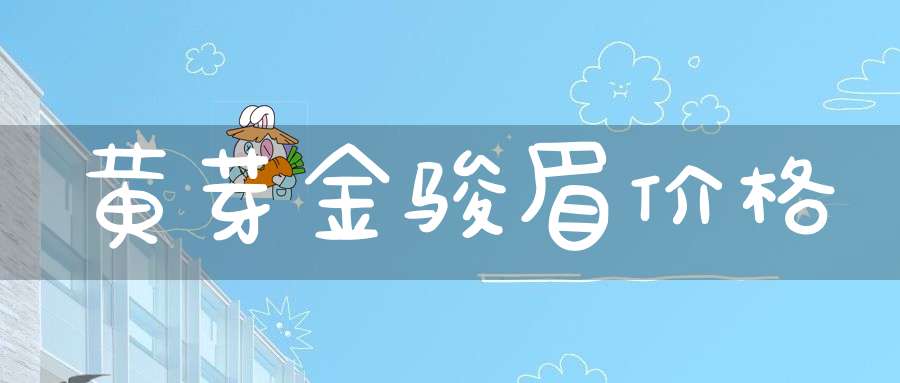 黄芽金骏眉价格