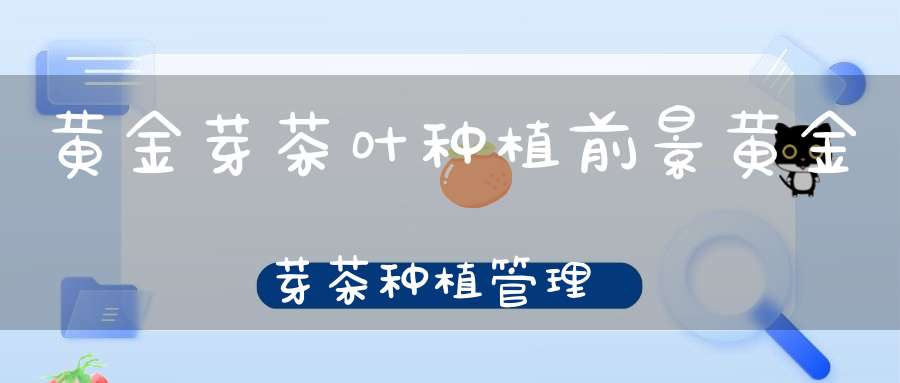 黄金芽茶叶种植前景黄金芽茶种植管理