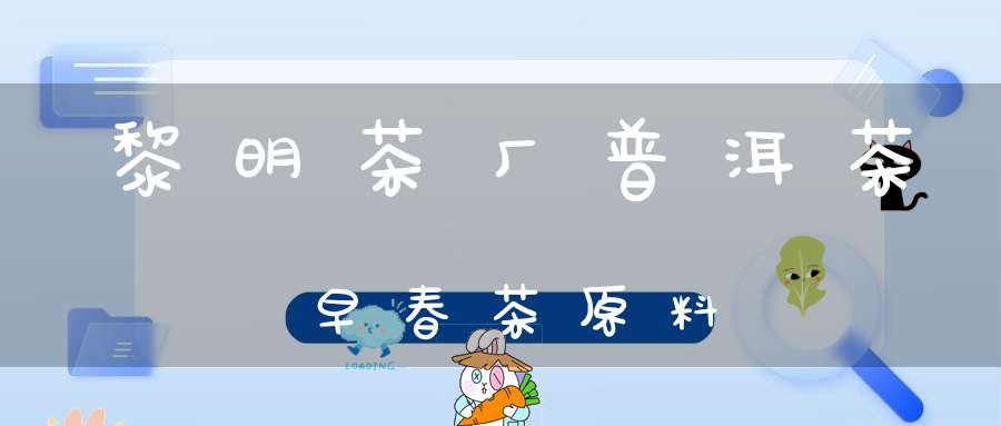黎明茶厂普洱茶早春茶原料