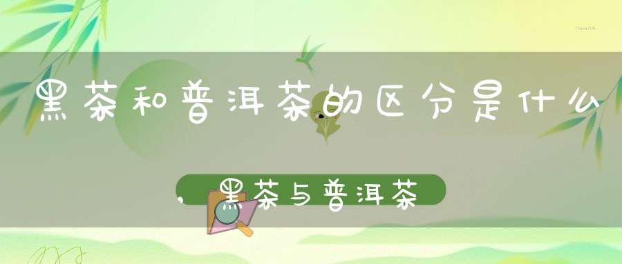 黑茶和普洱茶的区分是什么,黑茶与普洱茶有什么区别哪一种茶更好