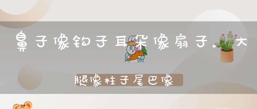 鼻子像钩子，耳朵像扇子。大腿像柱子，尾巴像鞭子（打一动物）