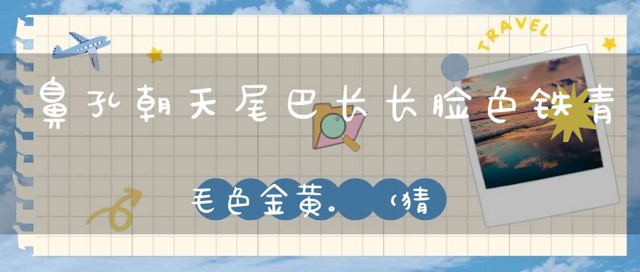 鼻孔朝天，尾巴长长，脸色铁青，毛色金黄。 （猜一动物）